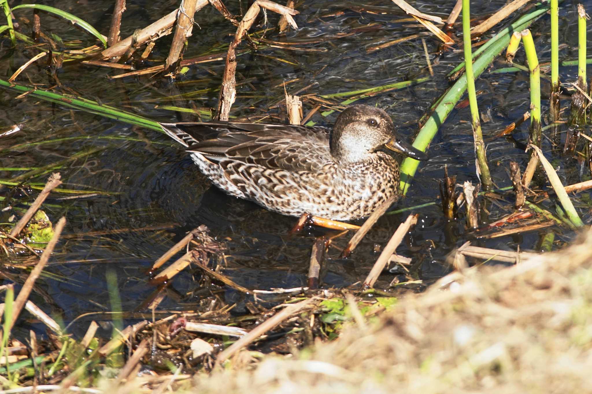 野川 コガモの写真