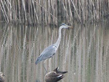 Grey Heron Unknown Spots Sun, 10/4/2020