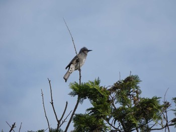 Brown-eared Bulbul Unknown Spots Sun, 10/18/2020