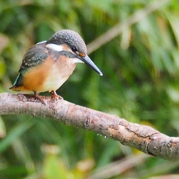 カワセミ 場所が不明 2016年9月9日(金)