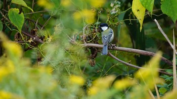 シジュウカラ 芝川第一調節池(芝川貯水池) 2020年11月1日(日)