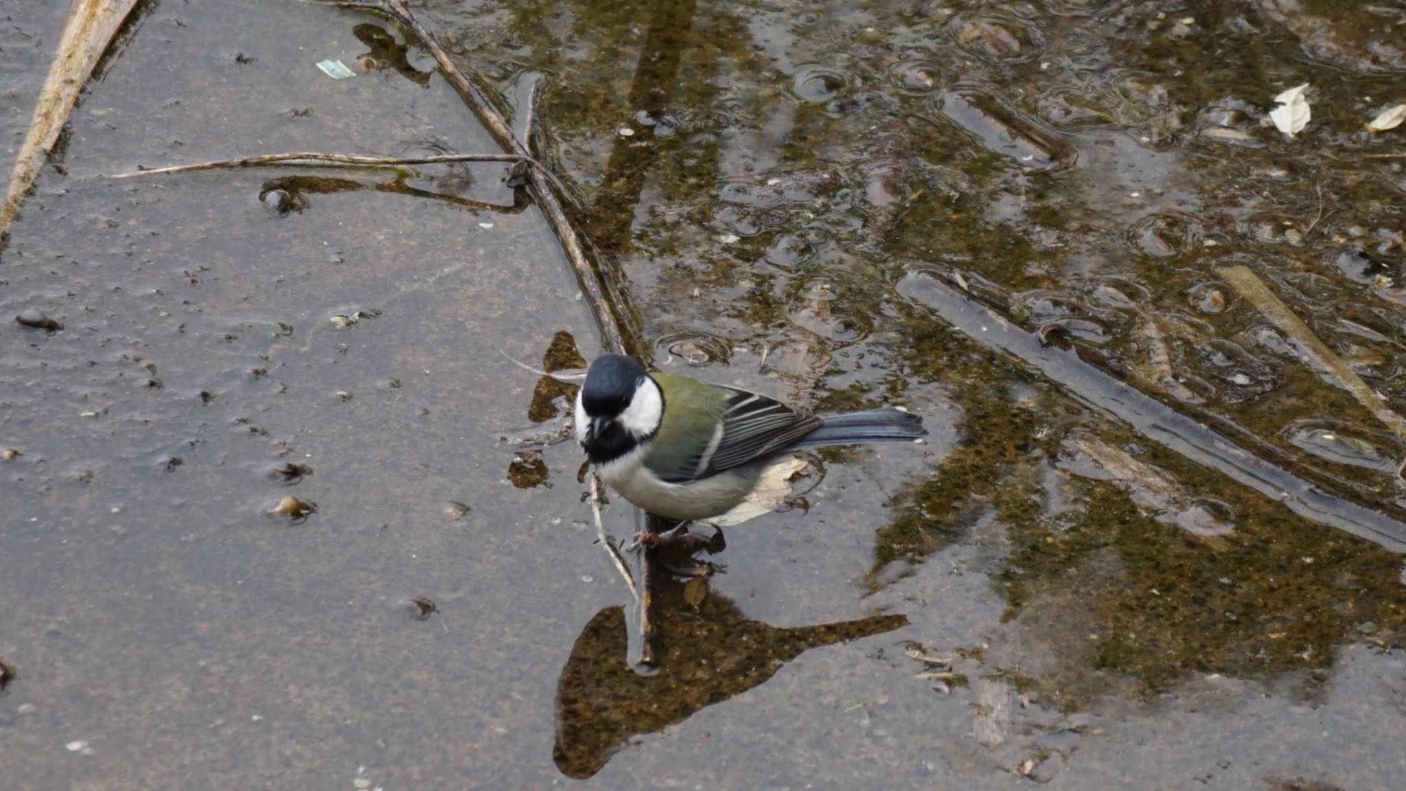 シジュウカラ