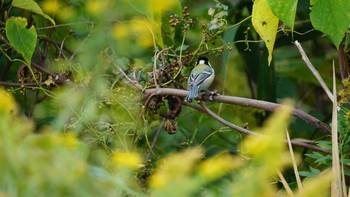 シジュウカラ 芝川第一調節池(芝川貯水池) 2020年11月1日(日)