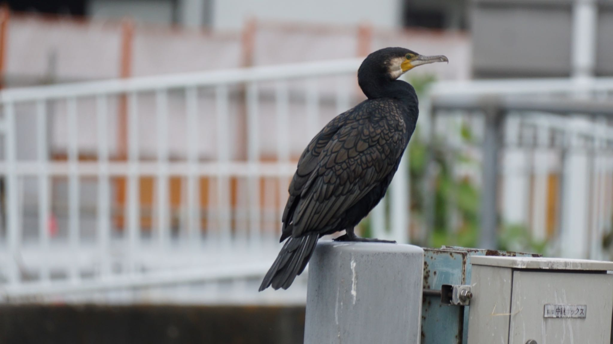 芝川第一調節池(芝川貯水池) カワウの写真 by 鳥散歩