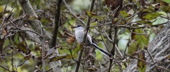 2020年11月1日(日) 秋ヶ瀬公園(ピクニックの森)の野鳥観察記録