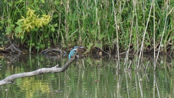 Common Kingfisher 秋ヶ瀬公園(ピクニックの森) Sun, 11/1/2020