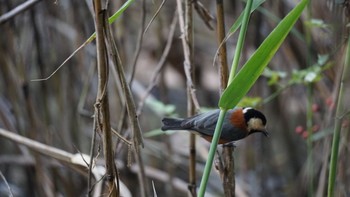 Varied Tit 秋ヶ瀬公園(ピクニックの森) Sun, 11/1/2020