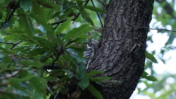 Japanese Pygmy Woodpecker 秋ヶ瀬公園(ピクニックの森) Sun, 11/1/2020