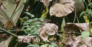 Narcissus Flycatcher 秋ヶ瀬公園(ピクニックの森) Sun, 11/1/2020