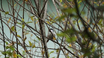 シジュウカラ 秋ヶ瀬公園(ピクニックの森) 2020年11月1日(日)