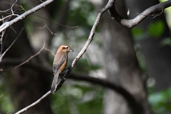 2020年11月2日(月) 小山田緑地公園の野鳥観察記録