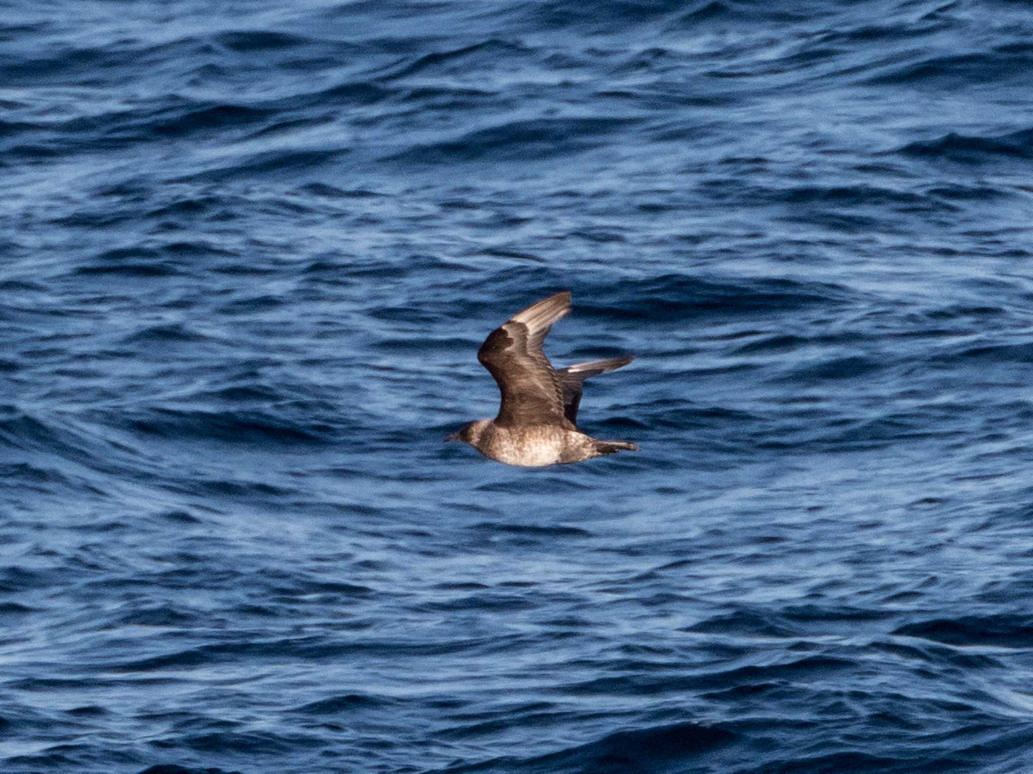 Pomarine Jaeger