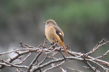 ジョウビタキ 守谷野鳥のみち 2020年11月2日(月)