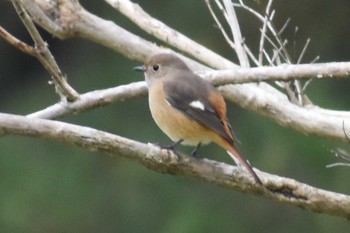 ジョウビタキ 守谷野鳥のみち 2020年11月2日(月)