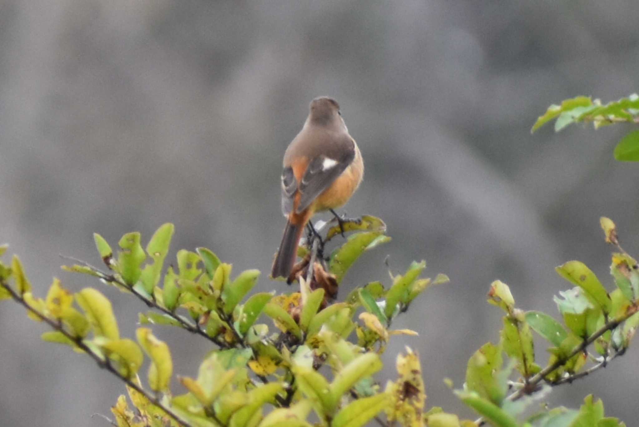 守谷野鳥のみち ジョウビタキの写真 by スガユー