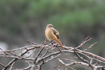 ジョウビタキ 守谷野鳥のみち 2020年11月2日(月)