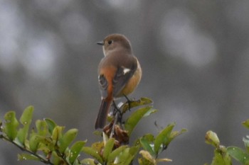 ジョウビタキ 守谷野鳥のみち 2020年11月2日(月)