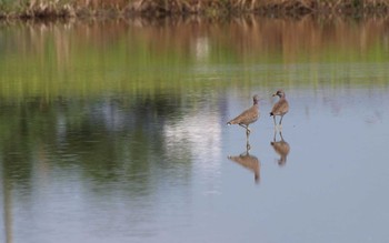 Grey-headed Lapwing 京都 Sat, 9/10/2016