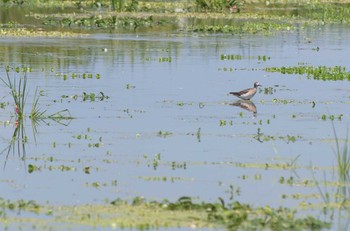 Wood Sandpiper 京都 Sat, 9/10/2016