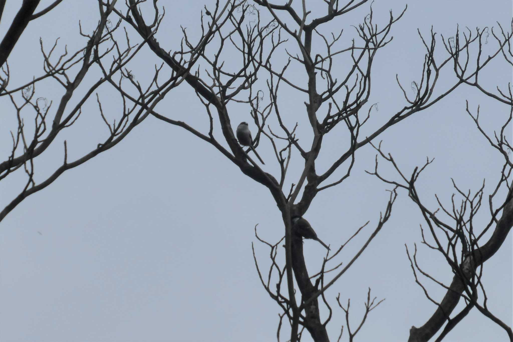 赤羽自然観察公園 エナガの写真 by Kirin-Kita