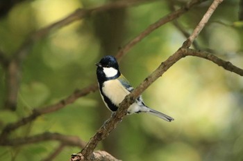 2020年10月31日(土) 六甲山緑地公園の野鳥観察記録