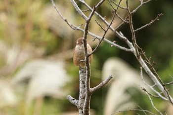 2020年10月31日(土) 舞岡公園の野鳥観察記録