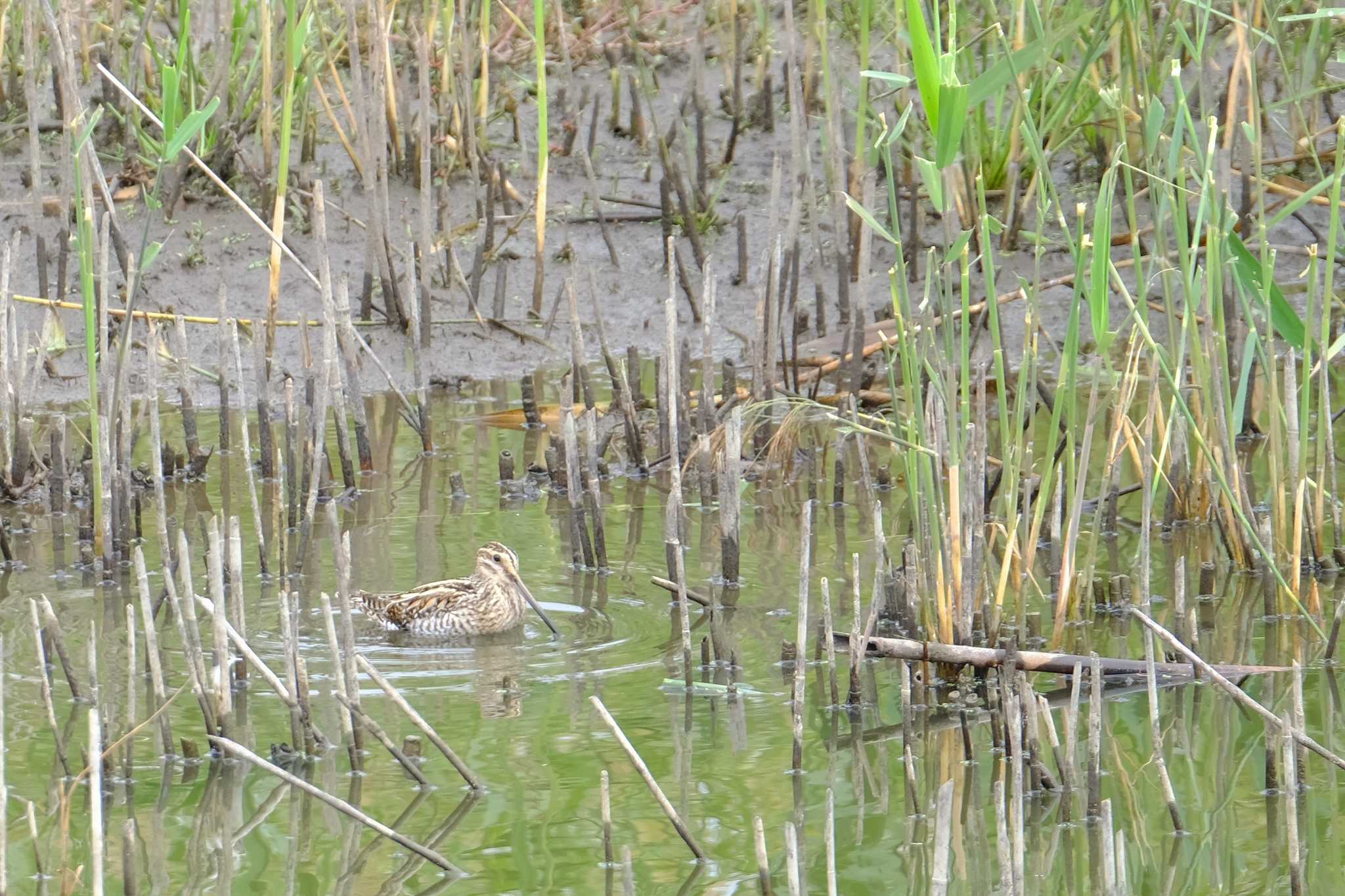 Common Snipe