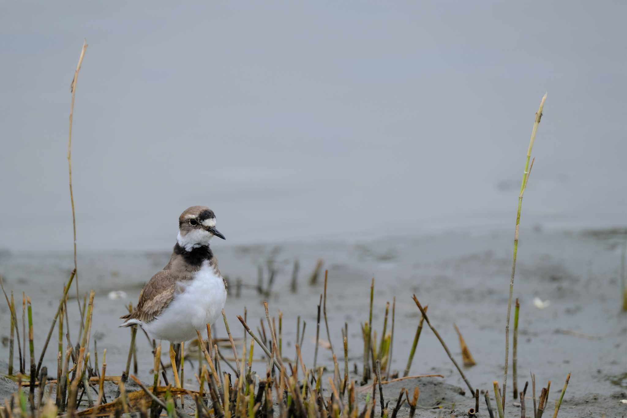 Long-billed Plover