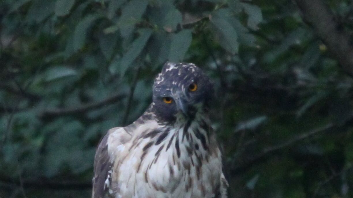 Photo of Mountain Hawk-Eagle at  by Masaharu Nara