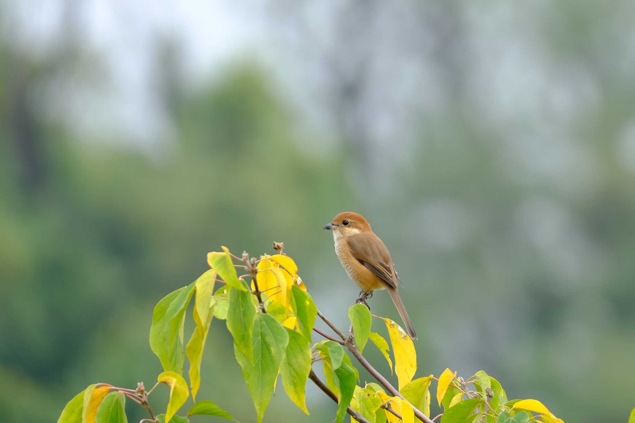 Bull-headed Shrike