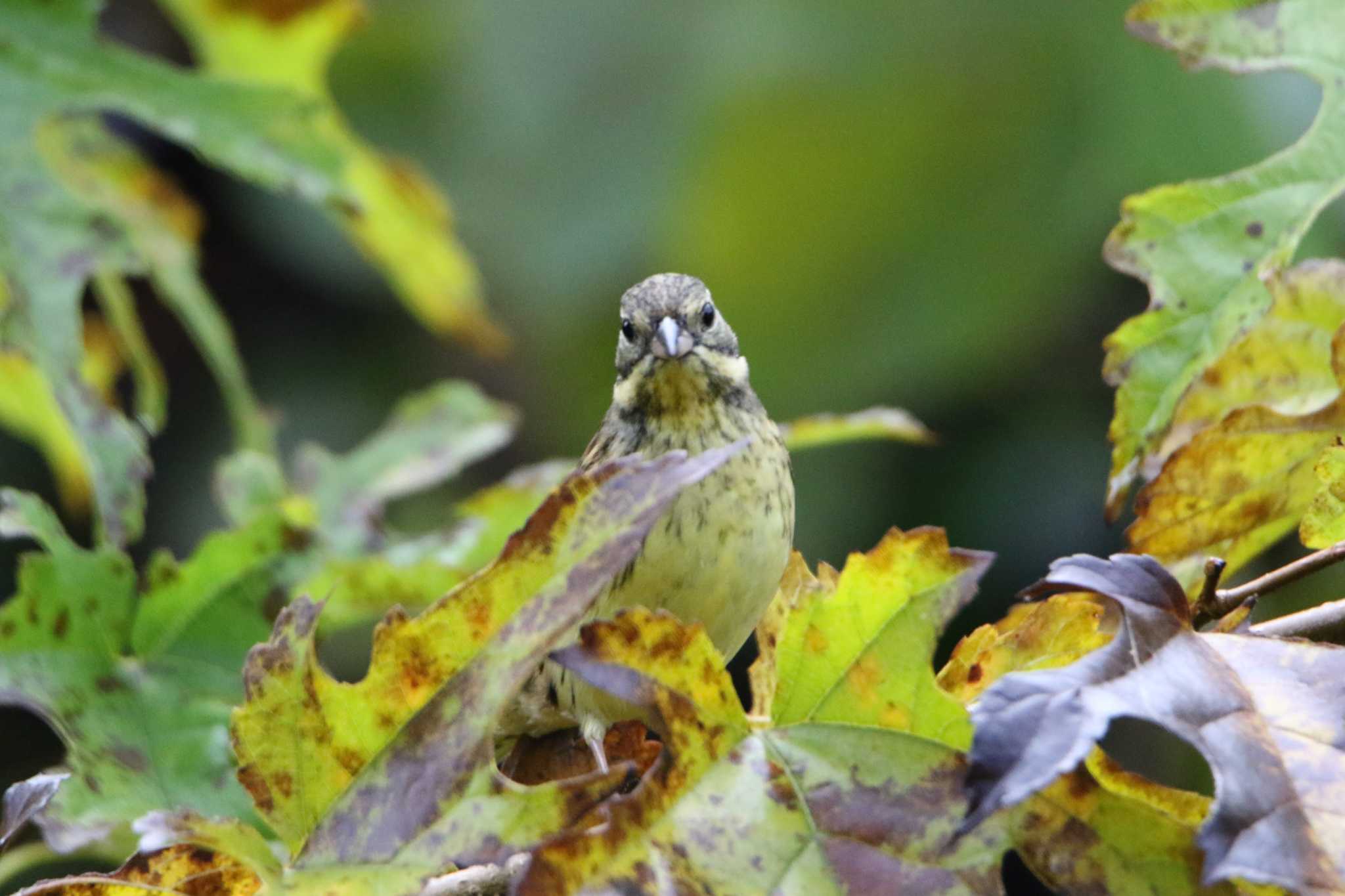 Masked Bunting