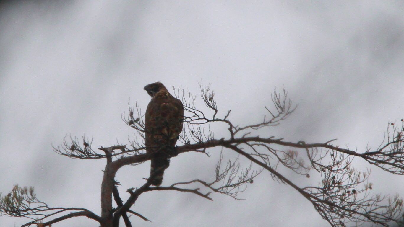 Photo of Mountain Hawk-Eagle at  by Masaharu Nara