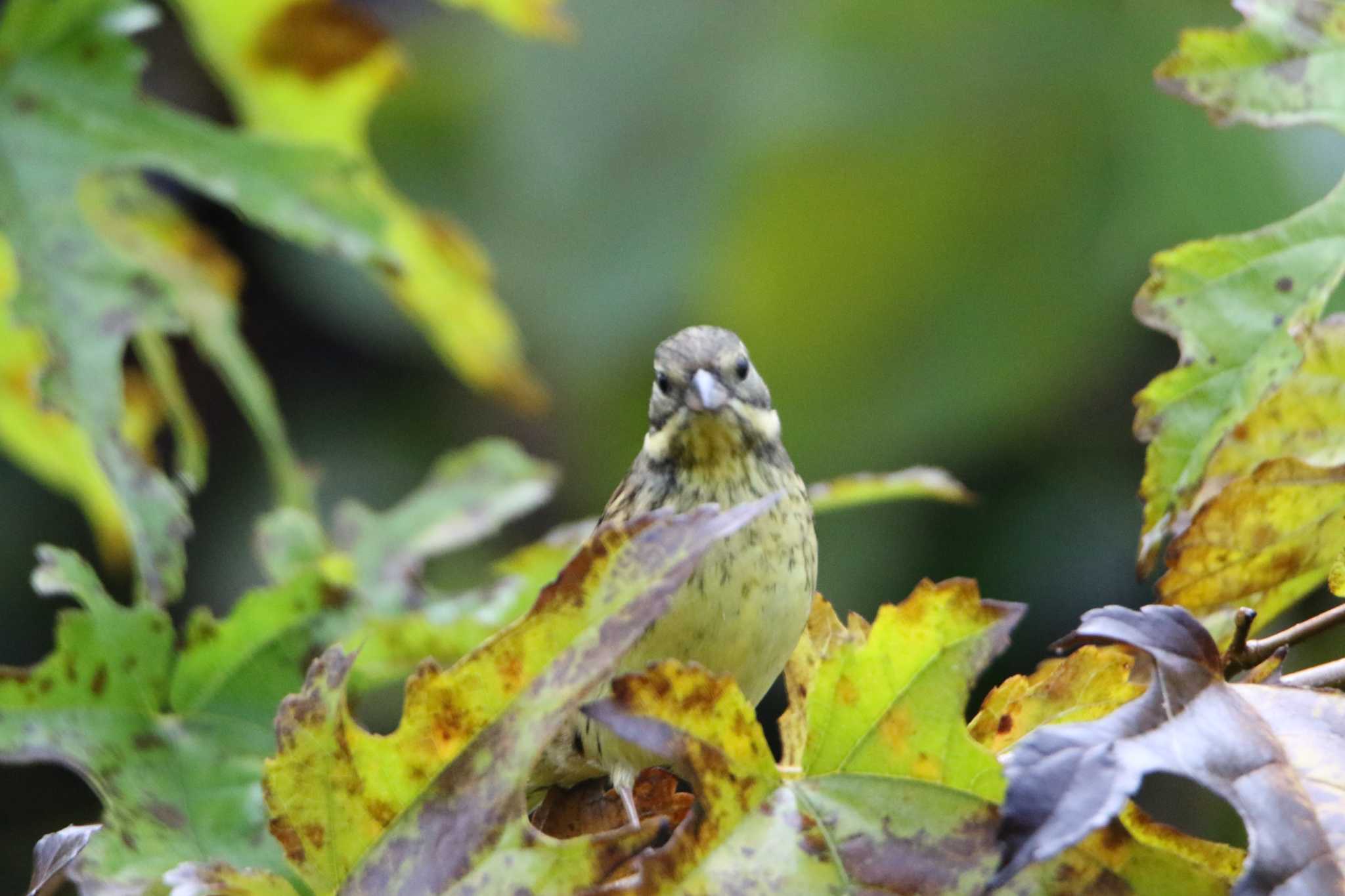 Masked Bunting