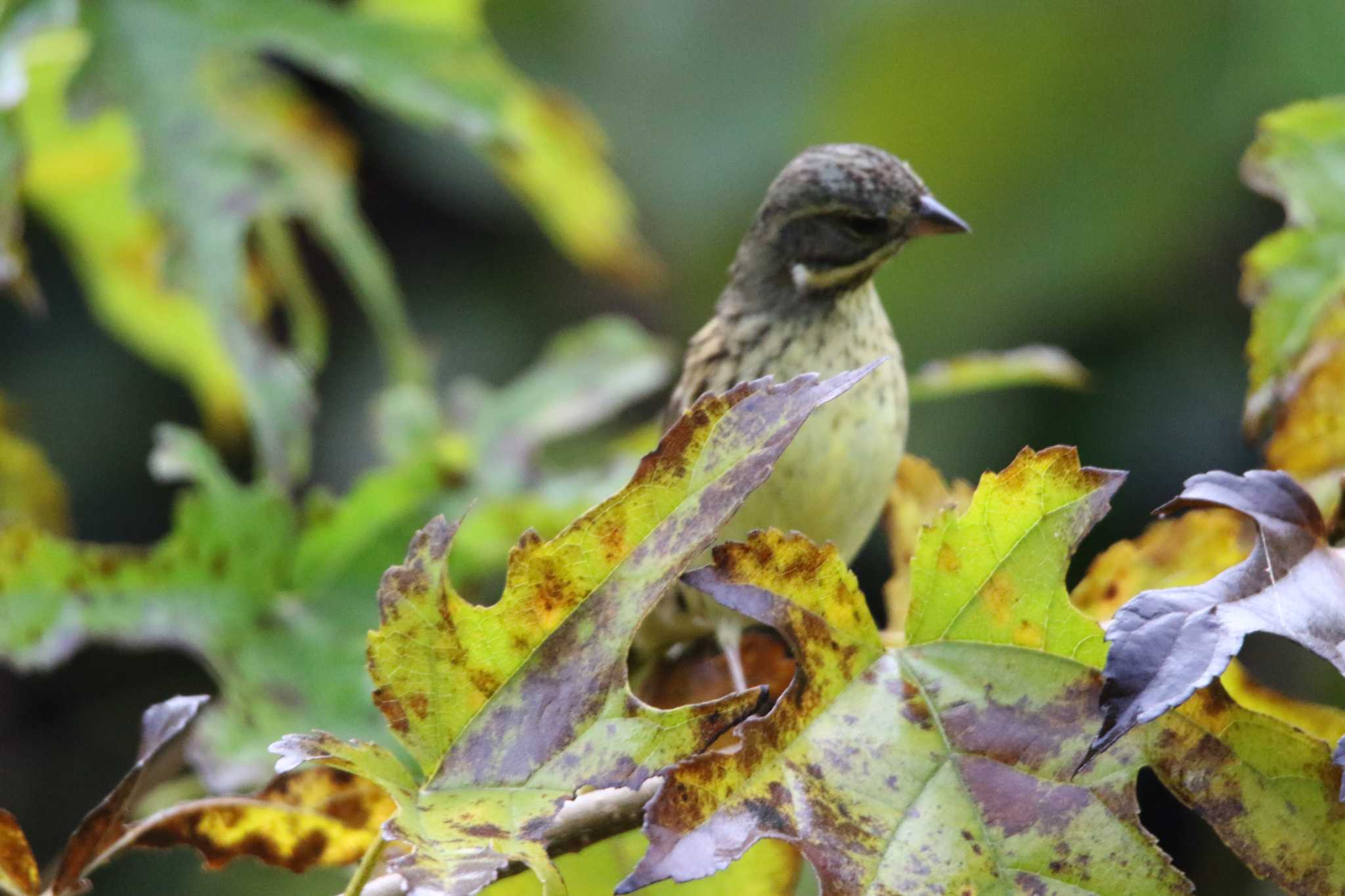 Masked Bunting