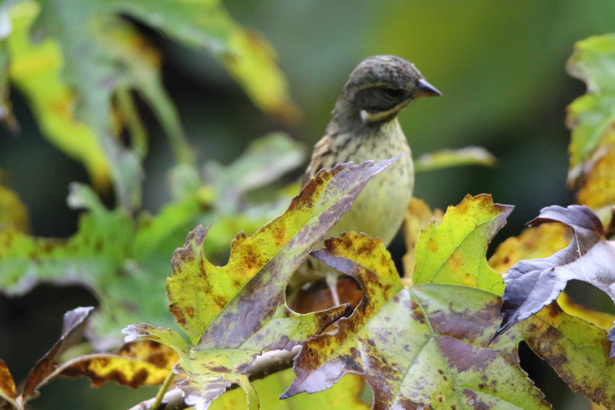 Masked Bunting