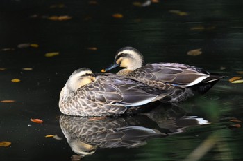 2020年11月3日(火) むじなが池公園の野鳥観察記録