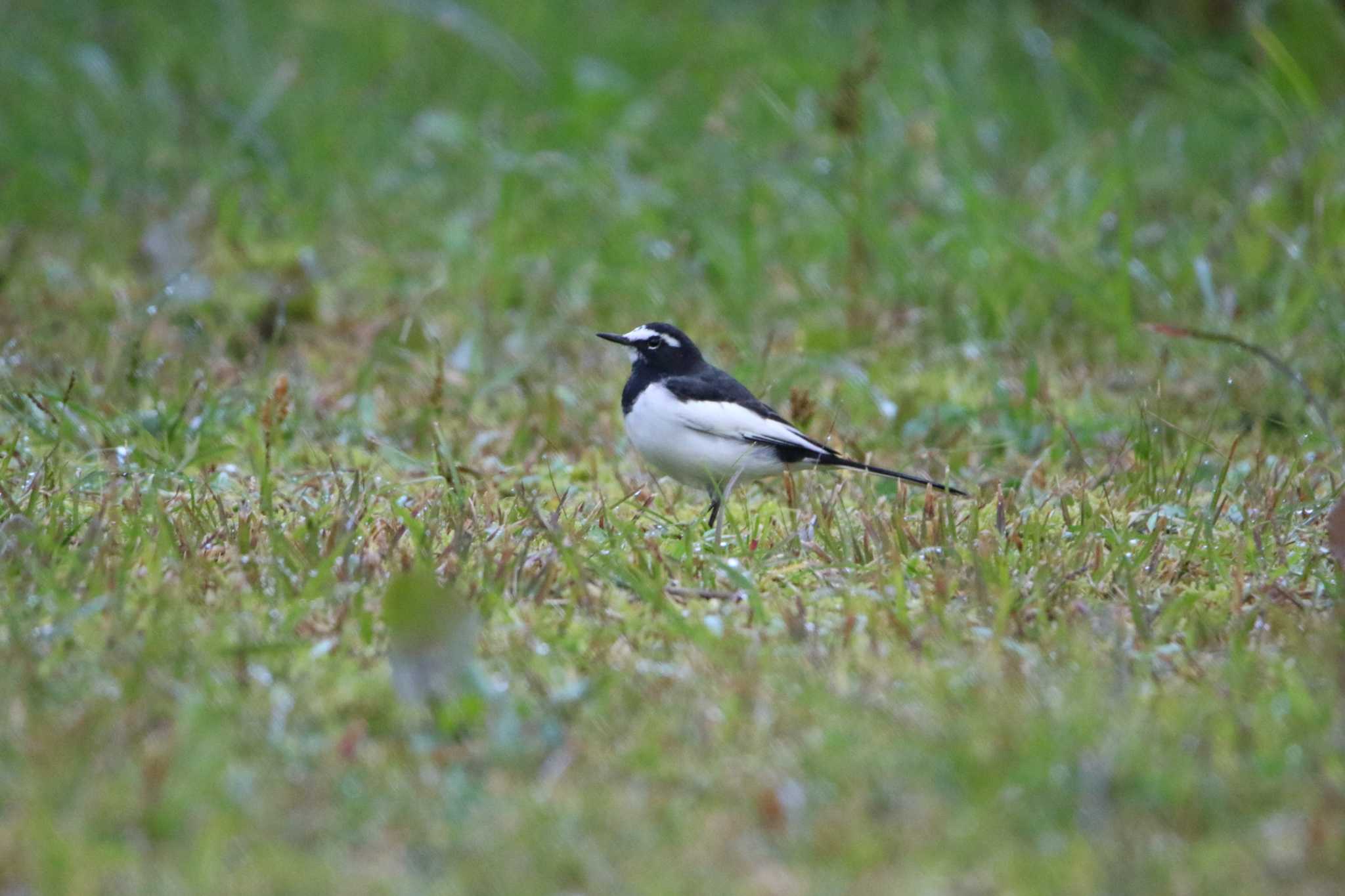 Photo of Japanese Wagtail at Koyama Dam by くる?EWI&FS✈️