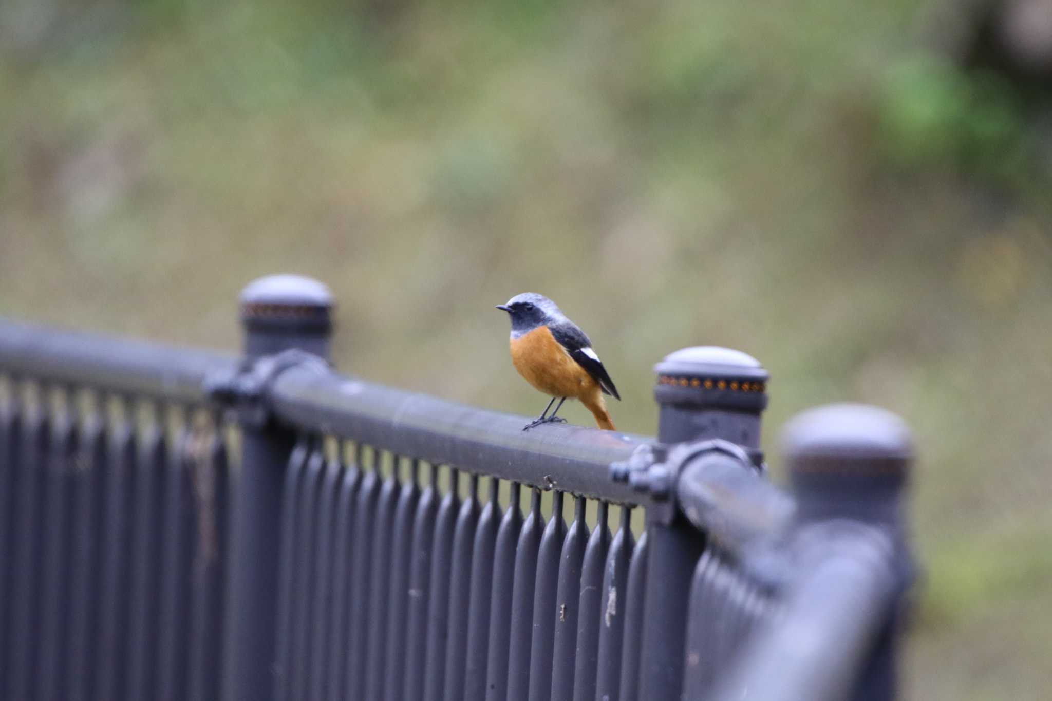 Daurian Redstart