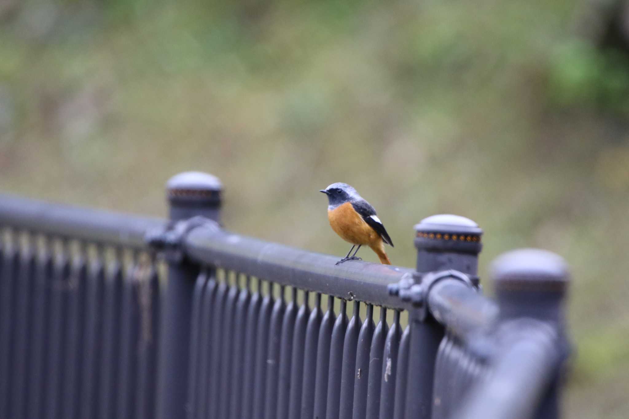 Daurian Redstart