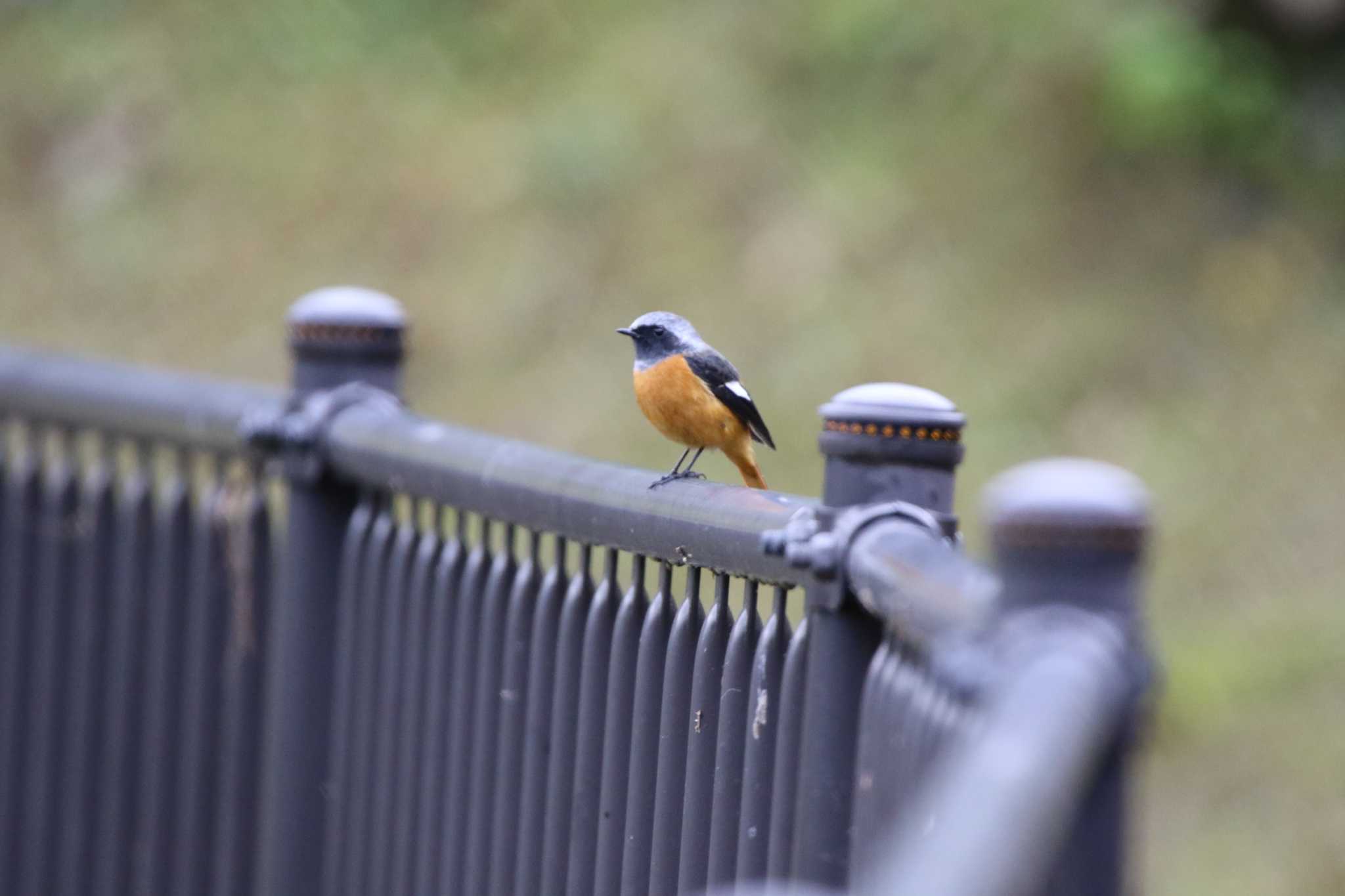 Daurian Redstart