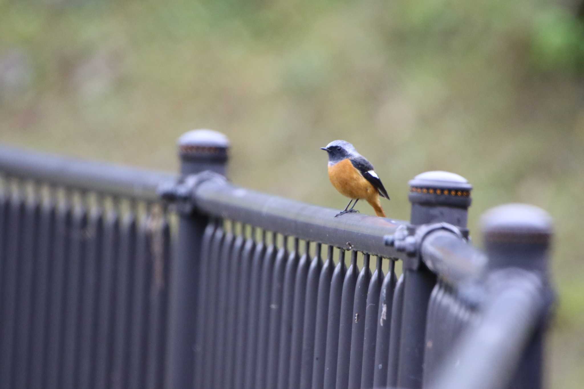 Daurian Redstart