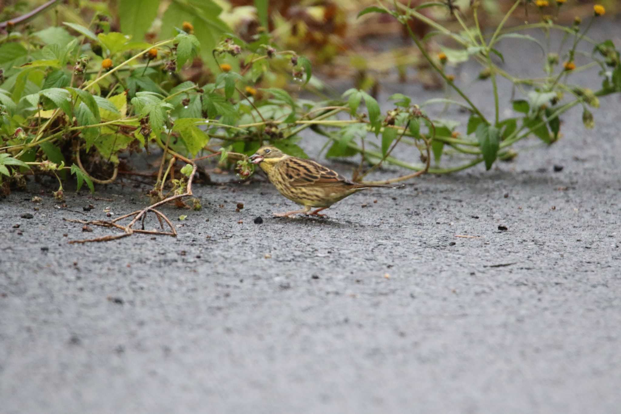 Masked Bunting