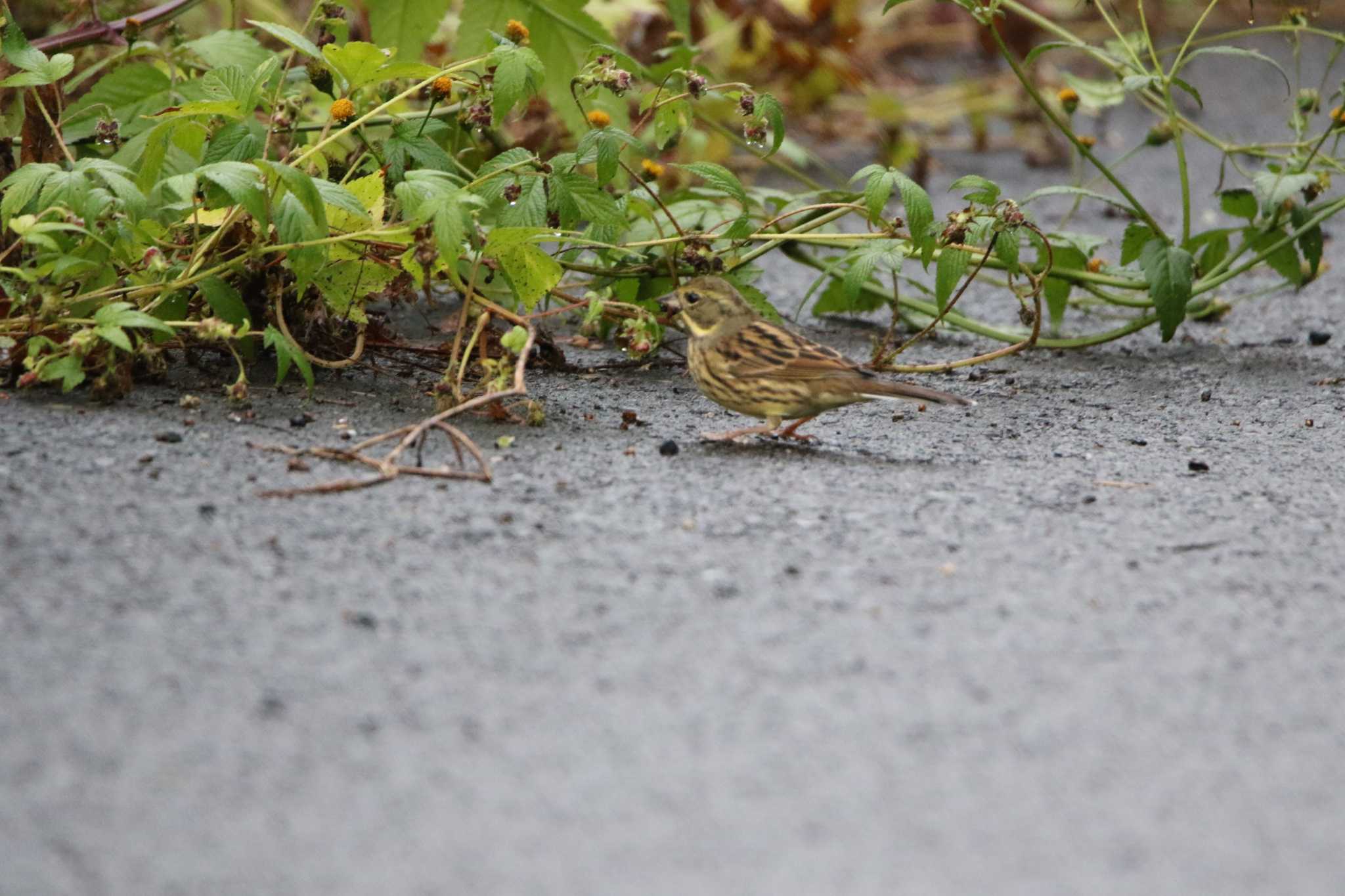 Masked Bunting