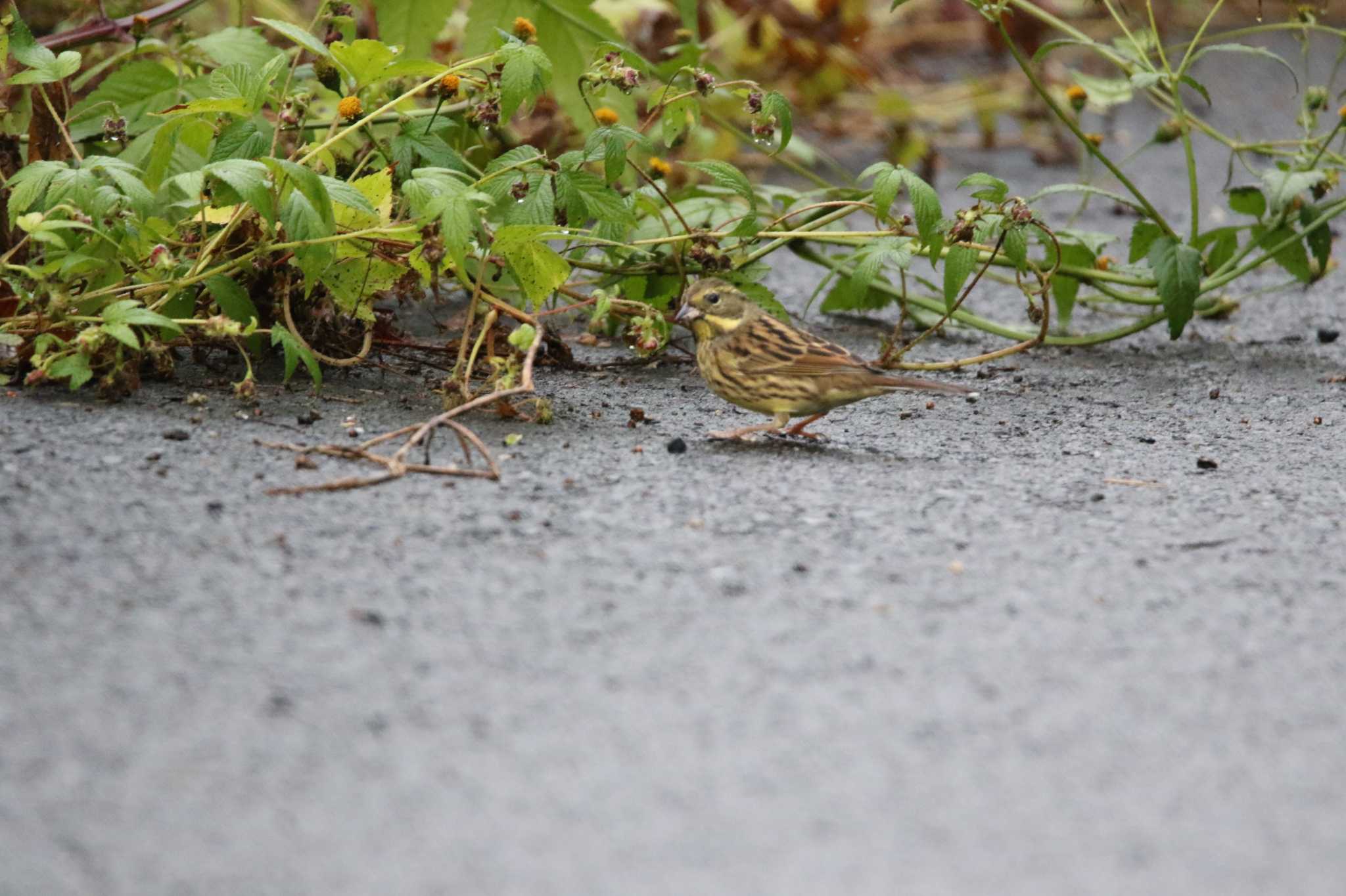 Masked Bunting