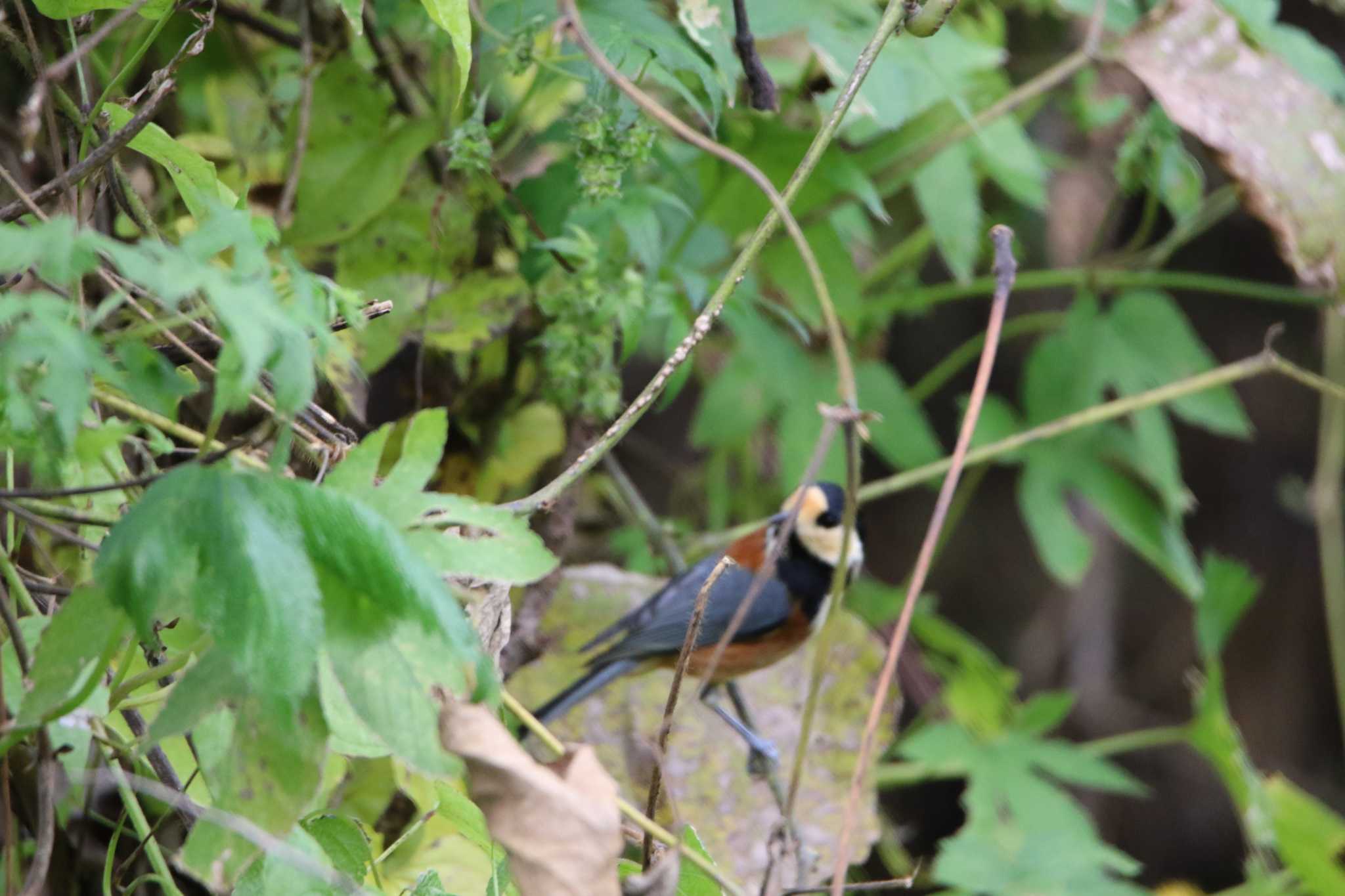 Varied Tit