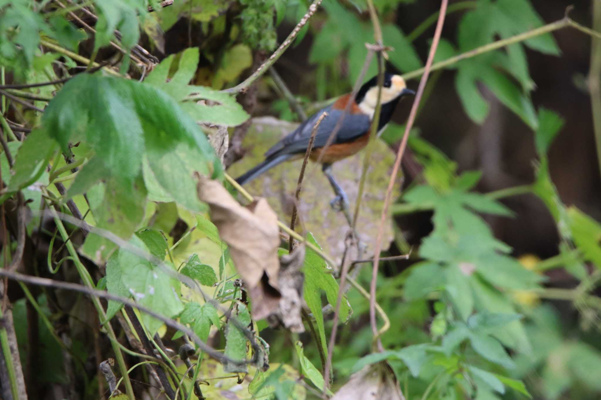 Varied Tit