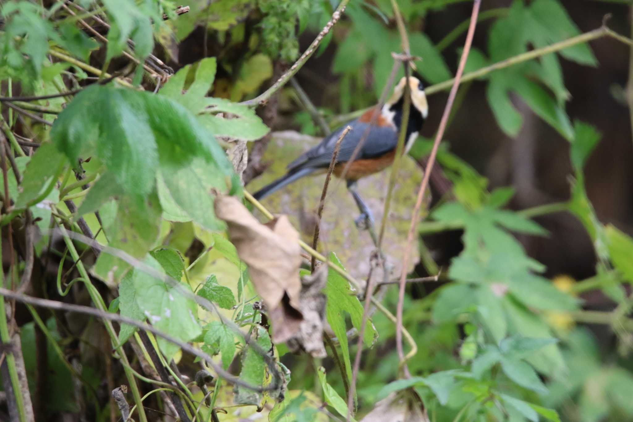 Varied Tit