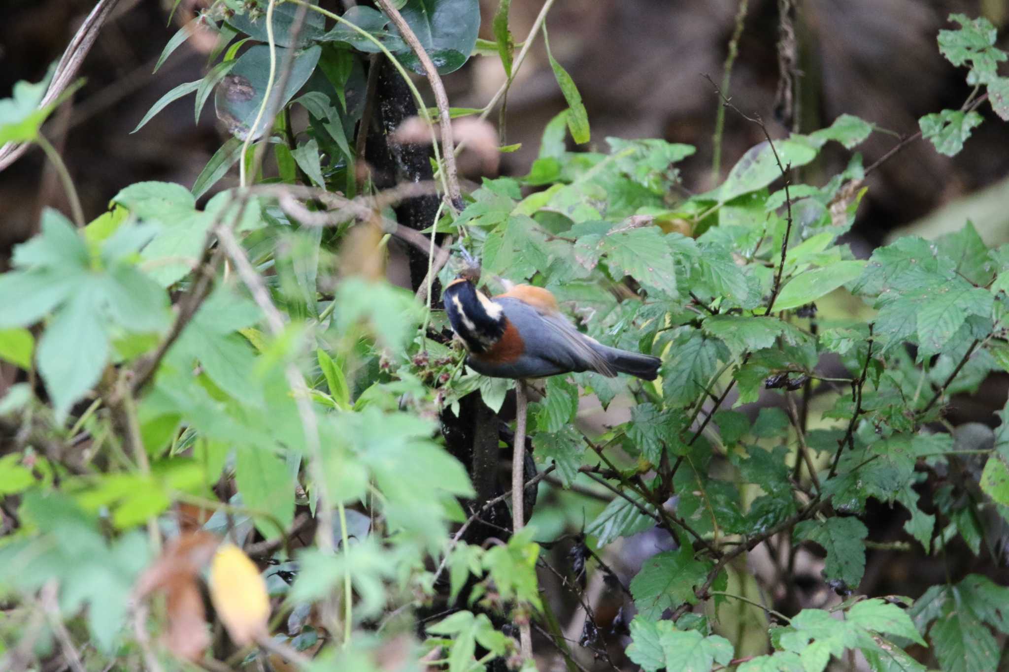 Varied Tit