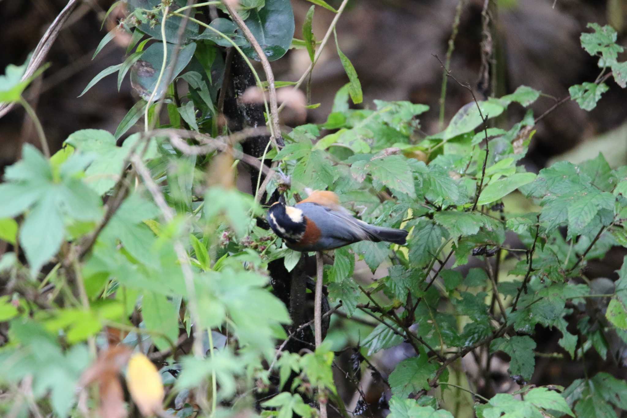 Varied Tit