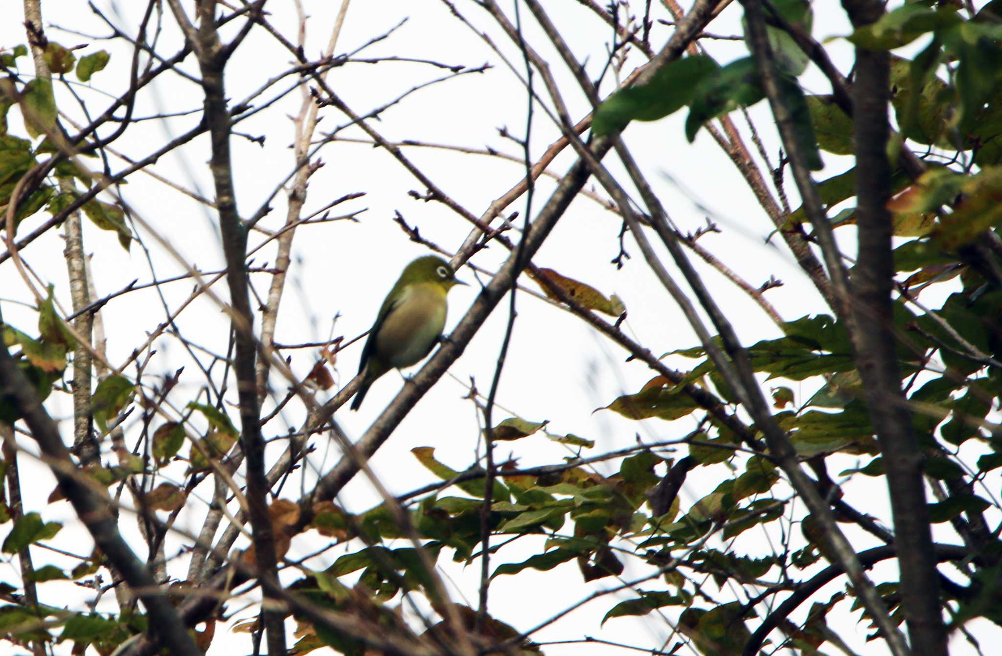 Warbling White-eye